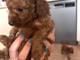 Poodle Erkek Koyu Renk