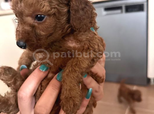 Poodle Erkek Koyu Renk görsel