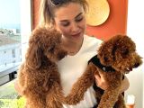 Ev Doğumu Toypoodle Bebişler