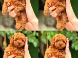 Türki̇yeni̇n En Güzel Korea Poodle Yavrulari