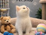 Karbeyaz British Shorthair Oyuncu Yavrularımız