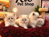 Rüya Gibi Güzel British Longhair Yavrularımız
