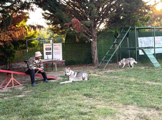 Wolfdog 12 Aylık Uysal görsel