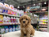 Mall Of İstanbul Vonalpten Malti̇poo Yavrular
