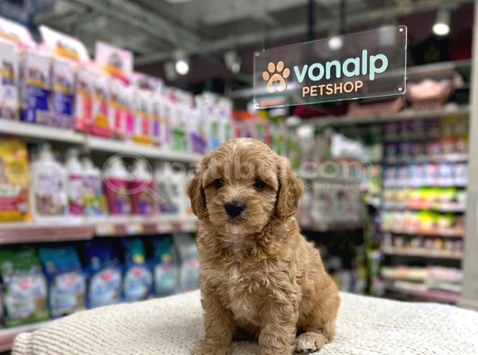 Mall Of İstanbul Vonalpten Malti̇poo Yavrular