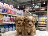 Mall Of İstanbul Vonalpten Malti̇poo Yavrular
