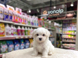 Mall Of İstanbul Vonalpten Maltese Terri̇er Yavrular