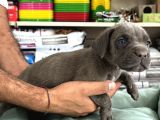 Cane Corso Yavrularimiz