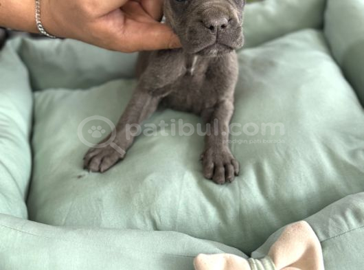 Cane Corso Yavrularimiz görsel