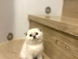 Bi̇rbi̇ri̇nden Güzel Scottish Fold Yavrularimiz