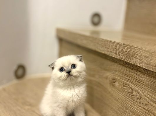 Bi̇rbi̇ri̇nden Güzel Scottish Fold Yavrularimiz
