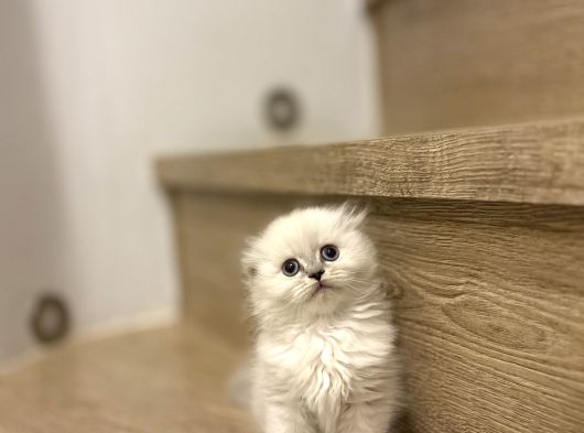 Bi̇rbi̇ri̇nden Güzel Scottish Fold Yavrularimiz görsel