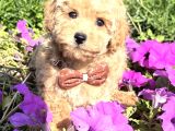 Çi̇çek Gibi Teacup Maltipoo Bebekler