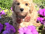Çi̇çek Gibi Teacup Maltipoo Bebekler