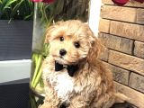 Yakışıklı Güzel Safkan Irk Maltipoo Bebekler