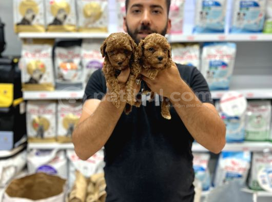 Toy Poddle Yavrularımız görsel