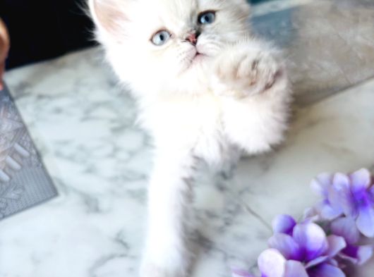 SHORTHAIR BLUPOİNT YAVRULARIMIZ