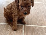 Poodle Erkek Koyu Renk