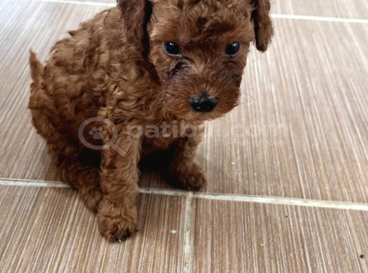 Poodle Erkek Koyu Renk