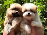 Tedy Pomerinian Boo Bebekler