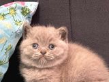 Top Kafa Harika British Shorthair Yavrularımız