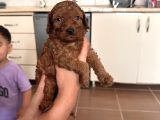 Poodle Erkek Koyu Renk