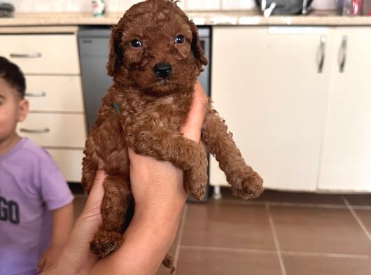 Poodle Erkek Koyu Renk görsel