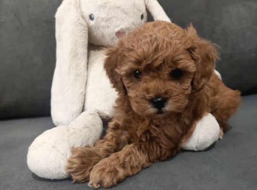 Di̇şi̇ Toypoodle