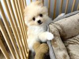 3 Aylik Pomerani̇an Boo