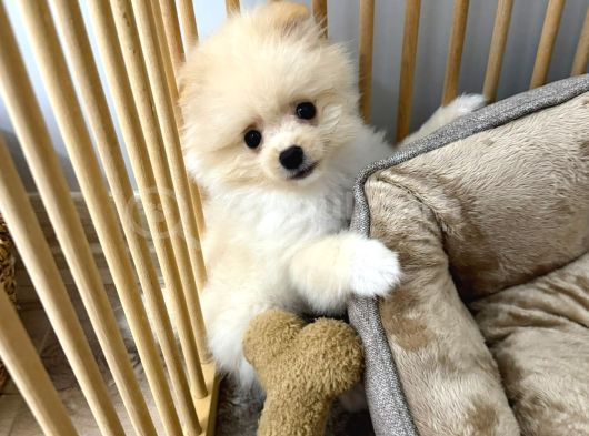 3 Aylik Pomerani̇an Boo görsel