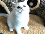 Safkan British Shorthair Ns1133