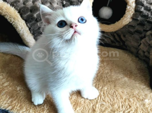 Safkan British Shorthair Ns1133 görsel