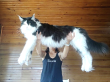 Dernek Kayıtları Yapılmış Eksiksiz Safkan Secereli Mainecoon