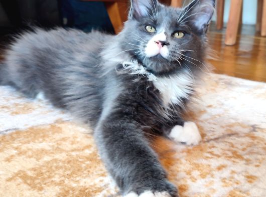 Dernek Kayıtları Yapılmış Eksiksiz Safkan Secereli Mainecoon