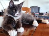 Dernek Kayıtları Yapılmış Eksiksiz Safkan Secereli Mainecoon