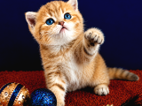 British Shorthair Golden Dişi