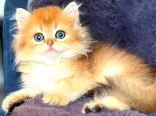 British longhair Orange golden yavrular