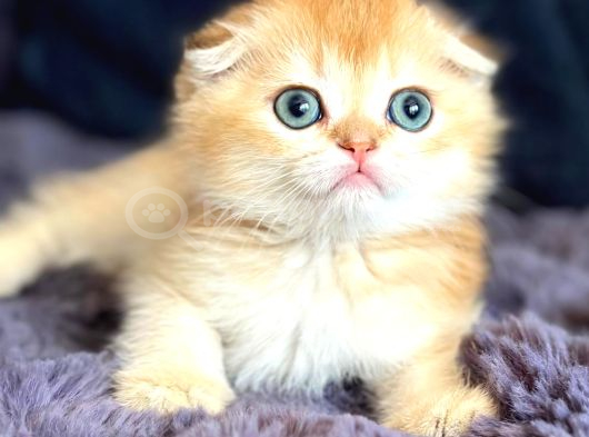 Scottish fold golden bebek