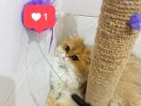 Safkan British Longhair Dişi
