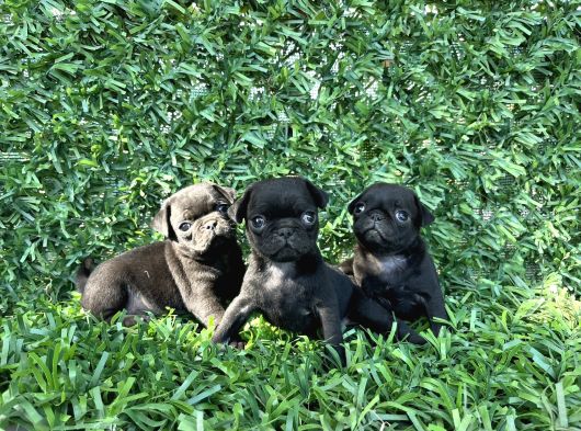 Pug Mobs Bebekler görsel