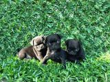 Pug Mobs Bebekler