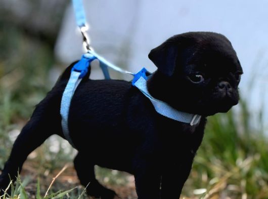 Pug Mobs Bebekler görsel