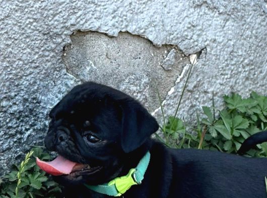 Pug Mobs Bebekler görsel