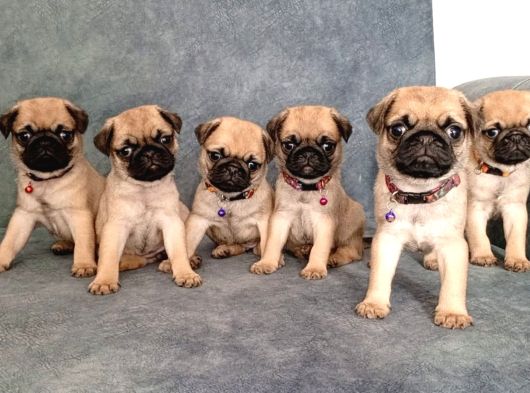 Pug Mobs Bebekler