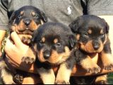 Koca Kafalı Rotweiler Yavrular