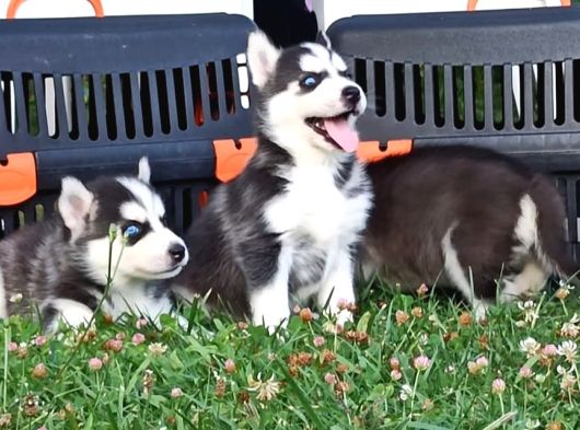 Husky Yavrular görsel