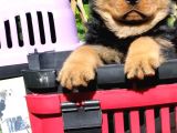 Koca Kafalı Rotweiler Yavrular