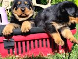 Koca Kafalı Rotweiler Yavrular