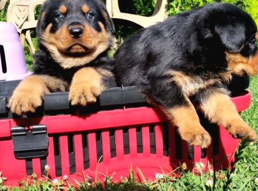 Koca Kafalı Rotweiler Yavrular