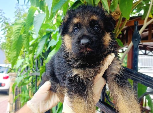 A Kalite Düşük Bel Alman Kurdu Yavruları görsel